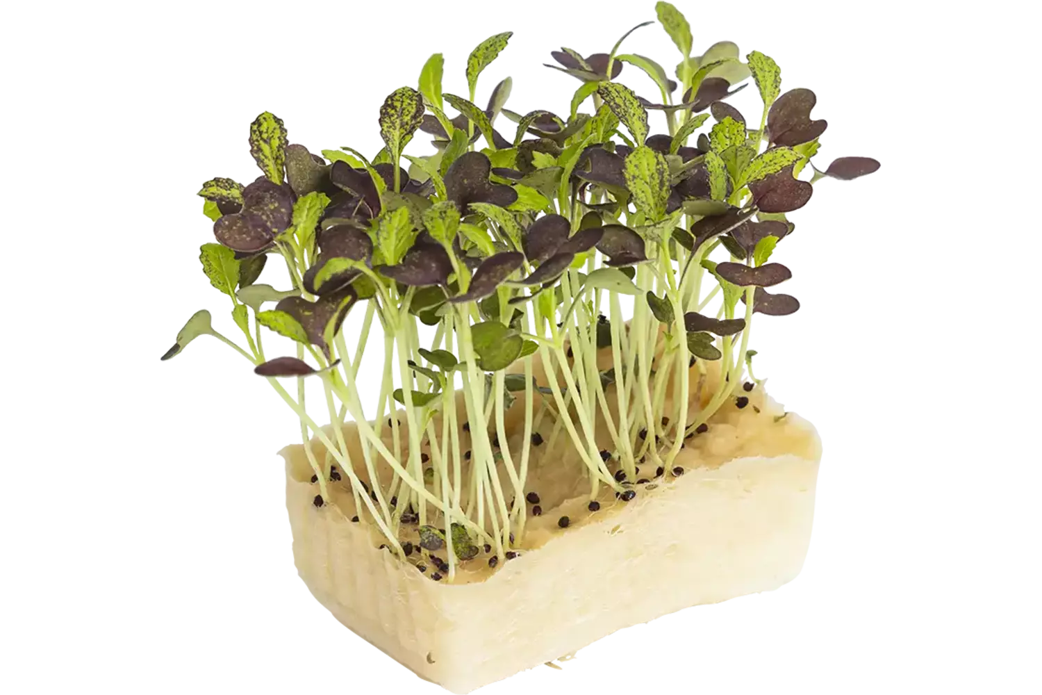 Bicolor mustard cress single stuk 1